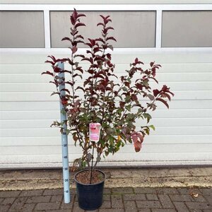 Malus b. 'Veitch's Scarlet' 100-120 cm cont. 10L - afbeelding 2