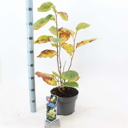 Magnolia 'Yellow Lantern' 50-60 cm cont. 5,0L - afbeelding 1