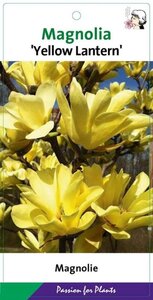 Magnolia 'Yellow Lantern' 50-60 cm cont. 5,0L - afbeelding 2