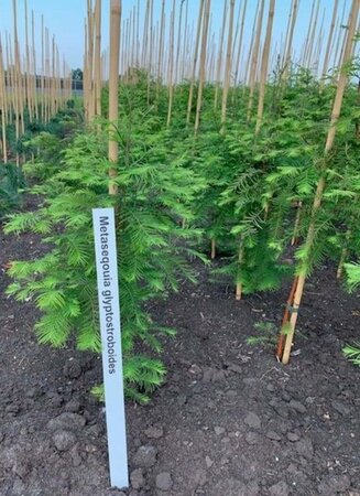 Metasequoia glyptostroboides 80-100 cm met kluit