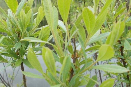 Myrica gale 30-40 cm cont. 3,0L - afbeelding 1