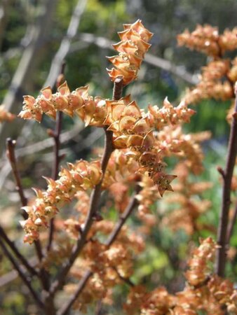 Myrica gale 30-40 cm cont. 3,0L - afbeelding 2