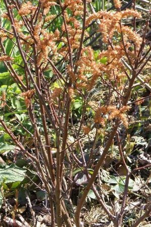 Myrica gale 30-40 cm cont. 3,0L - afbeelding 3