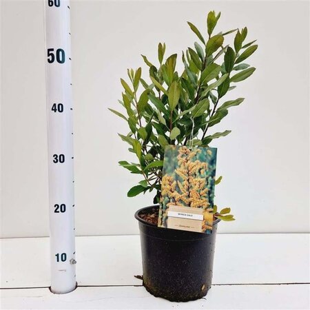 Myrica gale 30-40 cm cont. 3,0L - afbeelding 6