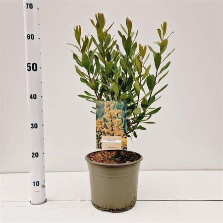 Myrica gale 30-40 cm cont. 4,0L - afbeelding 1