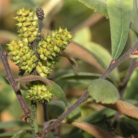 Myrica gale 30-40 cm cont. 4,0L - afbeelding 3