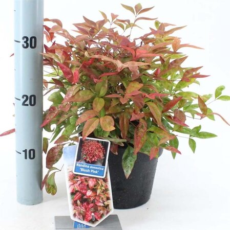 Nandina d. Blush Pink 20-25 cm cont. 2,0L - afbeelding 1