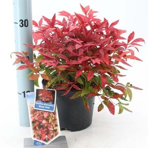 Nandina d. Blush Pink 20-25 cm cont. 2,0L - afbeelding 3