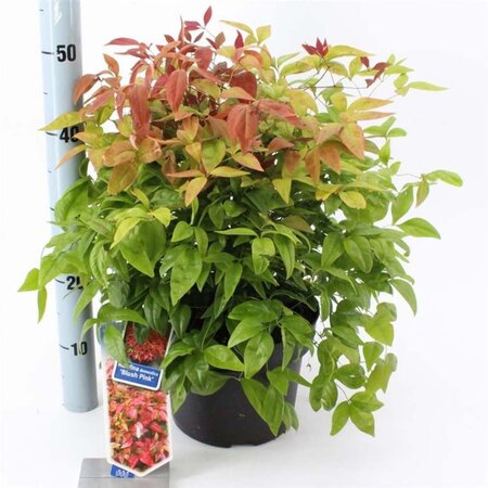 Nandina d. Blush Pink 30-40 cm cont. 5,0L - afbeelding 1