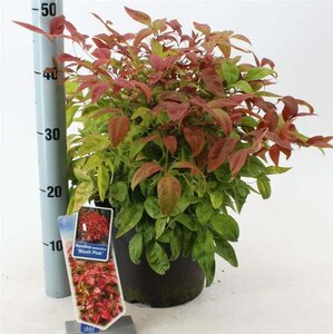 Nandina d. Blush Pink 30-40 cm cont. 5,0L - afbeelding 2