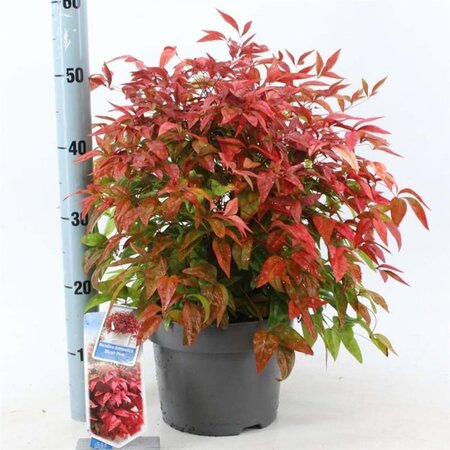 Nandina d. Blush Pink 30-40 cm cont. 5,0L - afbeelding 3