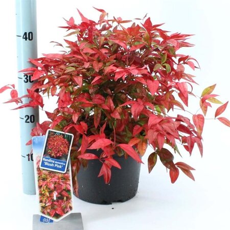 Nandina d. Blush Pink 30-40 cm cont. 5,0L - afbeelding 4