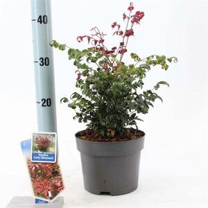 Nandina d. Curly Obsessed 20-25 cm cont. 2,0L - afbeelding 1