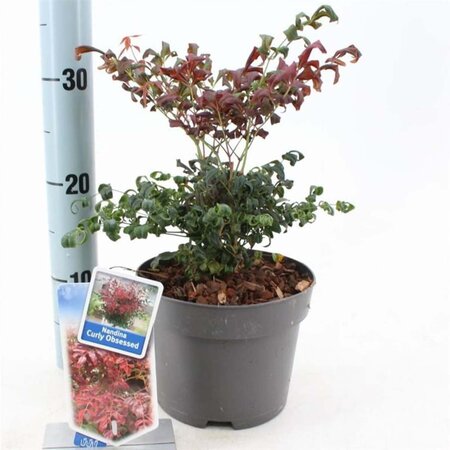 Nandina d. Curly Obsessed 20-25 cm cont. 2,0L - afbeelding 2