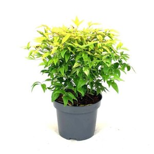 Nandina d. 'Firepower' 30-40 cm cont. 5,0L