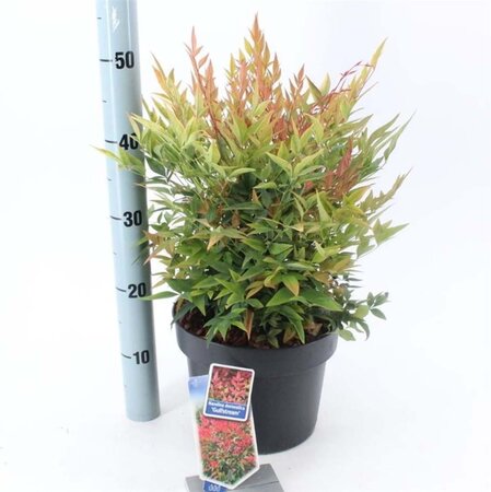 Nandina d. 'Gulf Stream' 30-40 cm cont. 5,0L - afbeelding 1