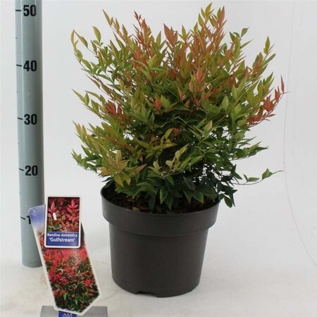 Nandina d. 'Gulf Stream' 30-40 cm cont. 5,0L - afbeelding 2