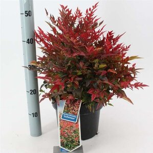 Nandina d. 'Gulf Stream' 30-40 cm cont. 5,0L - afbeelding 3