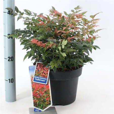 Nandina d. 'Gulf Stream' 30-40 cm cont. 5,0L - afbeelding 4