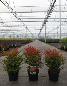 Nandina d. 'Moon Bay' 25-30 cm cont. 3,5L