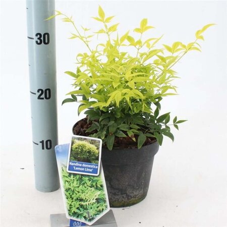 Nandina d. Magical Lemon & Lime 20-25 cm cont. 2,0L - afbeelding 1