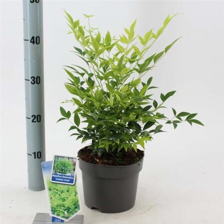 Nandina d. Magical Lemon & Lime 20-25 cm cont. 2,0L - afbeelding 2