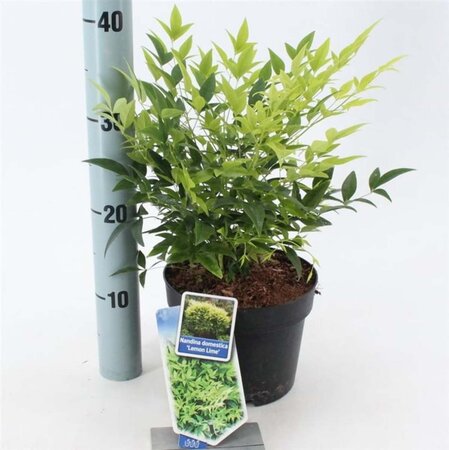 Nandina d. Magical Lemon & Lime 20-25 cm cont. 2,0L - afbeelding 3