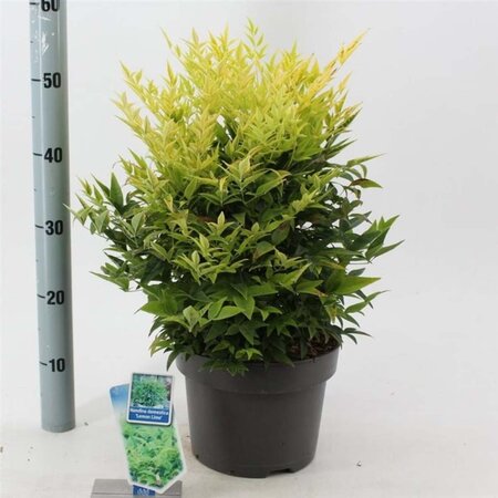 Nandina d. Magical Lemon & Lime 30-40 cm cont. 5,0L - afbeelding 1