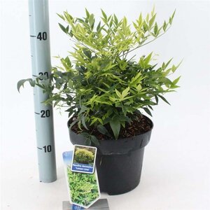 Nandina d. Magical Lemon & Lime 30-40 cm cont. 5,0L - afbeelding 2