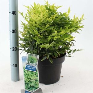 Nandina d. Magical Lemon & Lime 30-40 cm cont. 5,0L - afbeelding 3