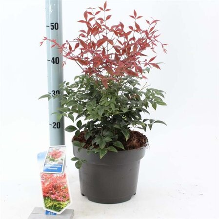 Nandina d. Obsessed 30-40 cm cont. 5,0L - afbeelding 1