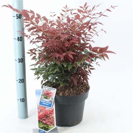 Nandina d. Obsessed 30-40 cm cont. 5,0L - afbeelding 2