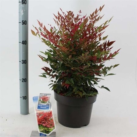 Nandina d. Obsessed 30-40 cm cont. 5,0L - afbeelding 3