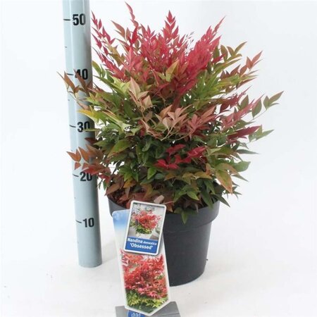 Nandina d. Obsessed 30-40 cm cont. 5,0L - afbeelding 4