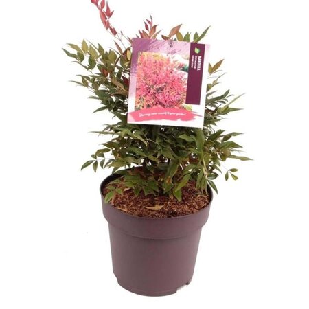 Nandina d. Obsessed 40-50 cm cont. 10L - afbeelding 2