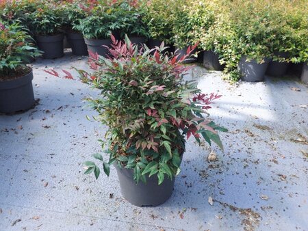 Nandina d. Obsessed 40-50 cm cont. 10L - afbeelding 4