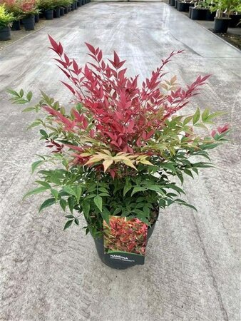 Nandina d. Obsessed 40-50 cm cont. 10L - afbeelding 3