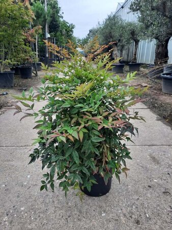 Nandina domestica 40-50 cm cont. 10L - afbeelding 1