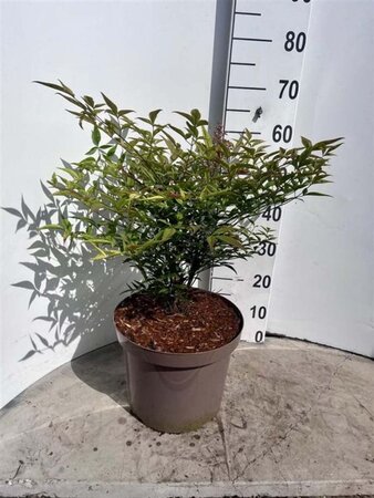 Nandina domestica 40-50 cm cont. 10L - afbeelding 2