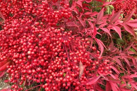 Nandina domestica 40-60 cm cont. 3,0L - afbeelding 1