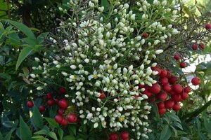 Nandina domestica 40-60 cm cont. 3,0L - afbeelding 2