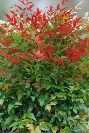 Nandina domestica 40-60 cm cont. 3,0L - afbeelding 4