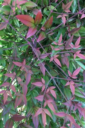 Nandina domestica 40-60 cm cont. 3,0L - afbeelding 5