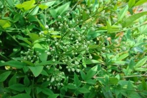 Nandina domestica 40-60 cm cont. 3,0L - afbeelding 6