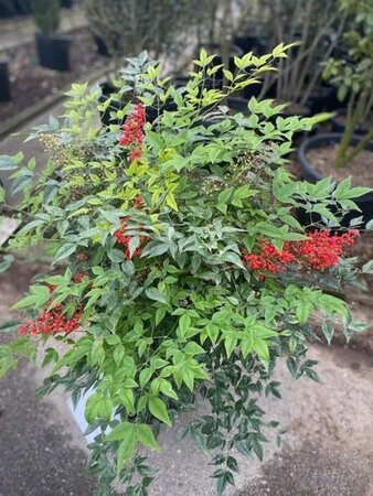 Nandina domestica 60-80 cm cont. 10L - afbeelding 4