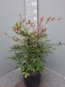 Nandina domestica 60-80 cm cont. 10L - afbeelding 2