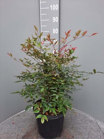 Nandina domestica 60-80 cm cont. 10L - afbeelding 3