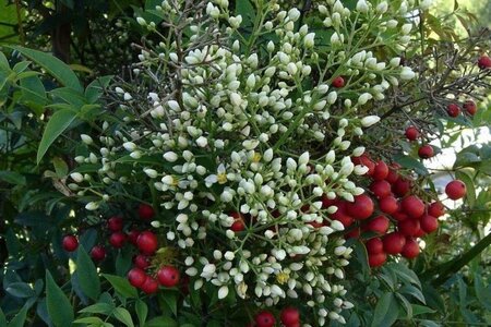 Nandina domestica 60-80 cm container - afbeelding 2