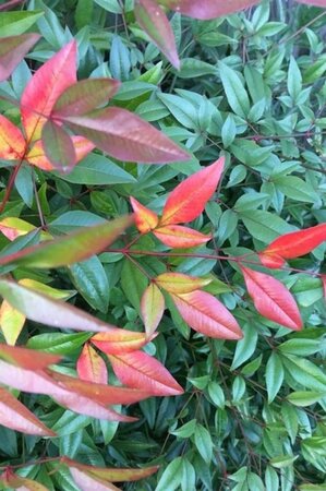 Nandina domestica 80-100 cm container - afbeelding 3