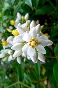 Nandina domestica 80-100 cm container - afbeelding 7